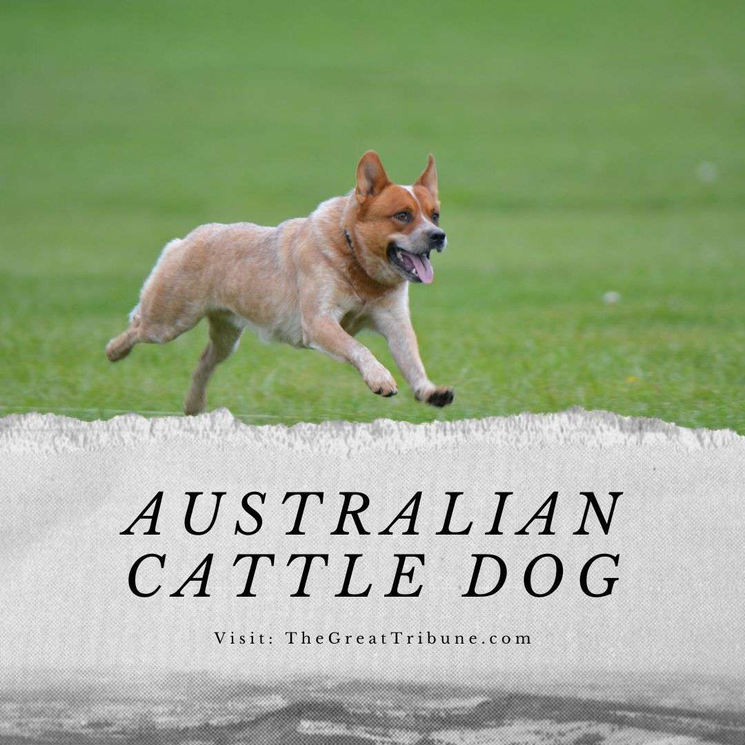 https://thegreattribune.com/wp-content/uploads/2023/10/Australian-Cattle-Dog-Breed-Info.jpg